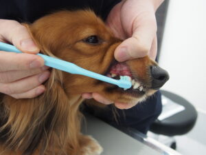 歯ブラシで歯を磨いてもらっている犬02