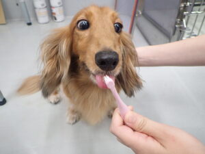 歯磨きをしている犬