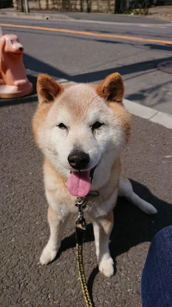 【動物病院が教える】柴犬の特徴・性格・かかりやすい病気とは？