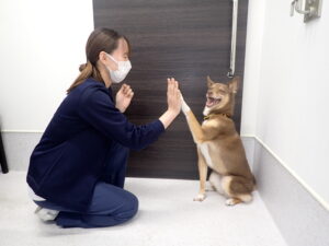 人と犬のハイタッチ