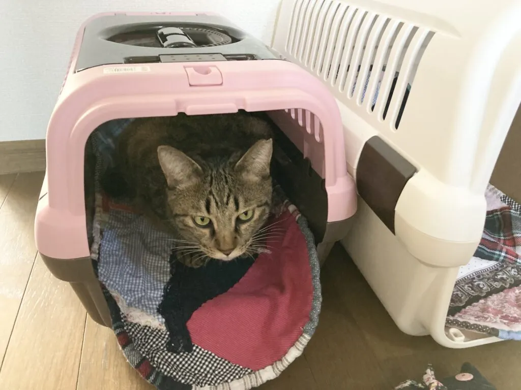 【動物病院が教える】猫のストレスフリーな移動方法を伝授！動物病院と家の行き来を楽にしてあげよう
