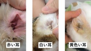 赤い耳、白い耳、黄色い耳
