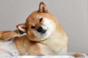 耳を掻いている犬