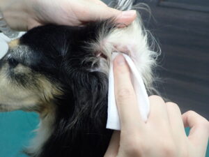 耳掃除されている犬