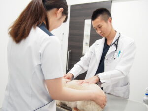 犬や猫の痒みや脱毛が治らない！などのお悩みは皮膚科診療をお勧めします！