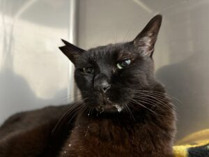 顔面神経麻痺を発症している猫