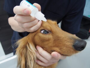 目薬を打っている犬