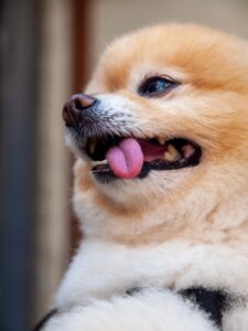 呼吸が苦しそうな犬