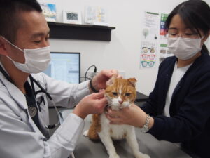 猫を診察している獣医師