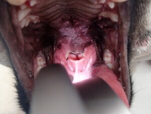 軟口蓋切除手術後の写真