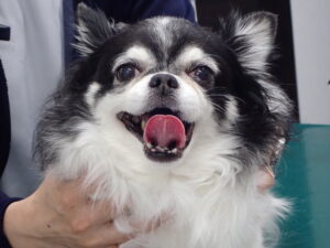 顔面神経麻痺を発症している犬