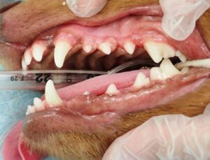 歯周病処置後の犬の画像01