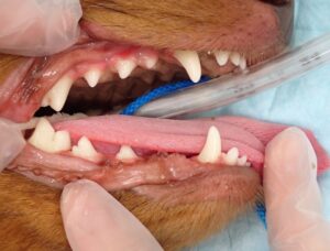 歯周病処置後の犬の画像02