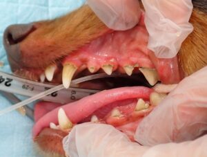 歯周病処置前の犬の画像01