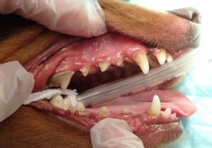 歯周病処置前の犬の画像02