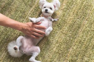乳腺腫瘍の犬