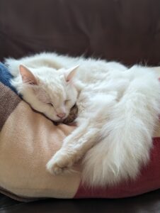 高齢な猫