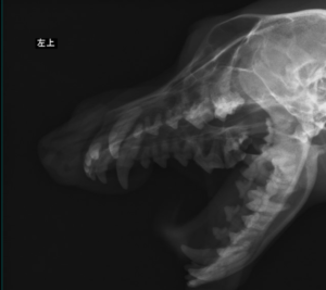 歯周病の犬のレントゲン画像01