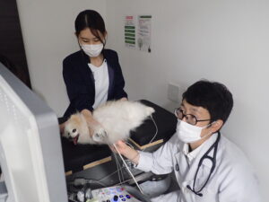 エコー検査の様子