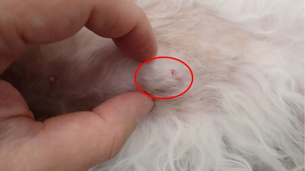 犬と猫の乳がん～お腹のしこり気になっていませんか？～
