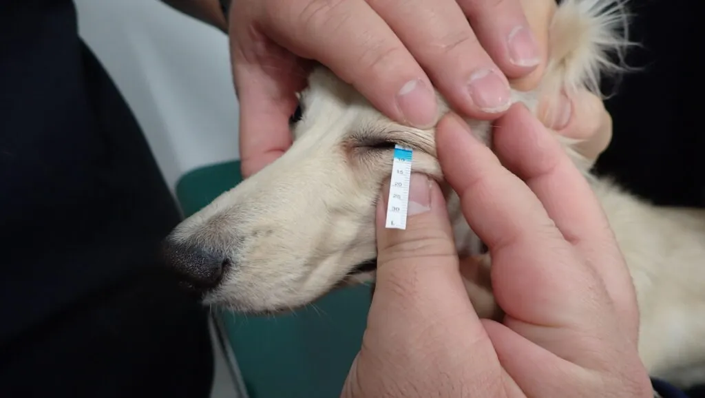 うちの犬がドライアイになったかも？そんな時はシルマーティアテストで涙の量を測ってみましょう