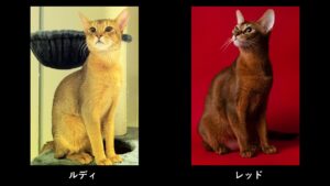 アビシニアン（ルディとレッド）