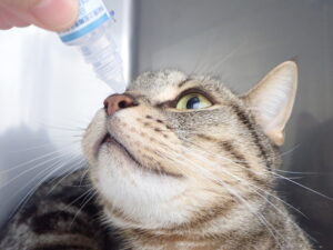 点鼻薬を打つ猫