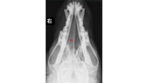 鼻腔内腫瘍の犬のレントゲン写真