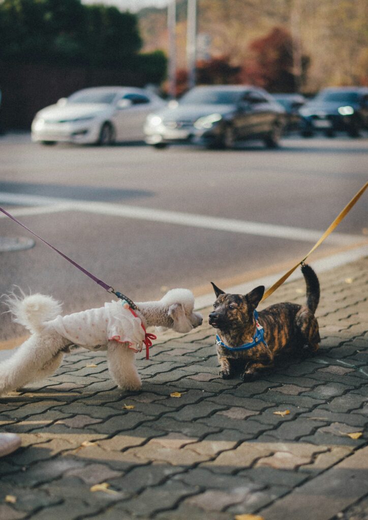 リードに繋がれた犬