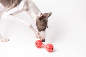 おもちゃを使って楽しく学ぼう！犬や猫のしつけに適したおもちゃ「知育玩具」を紹介します。