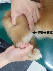 脛骨圧迫試験