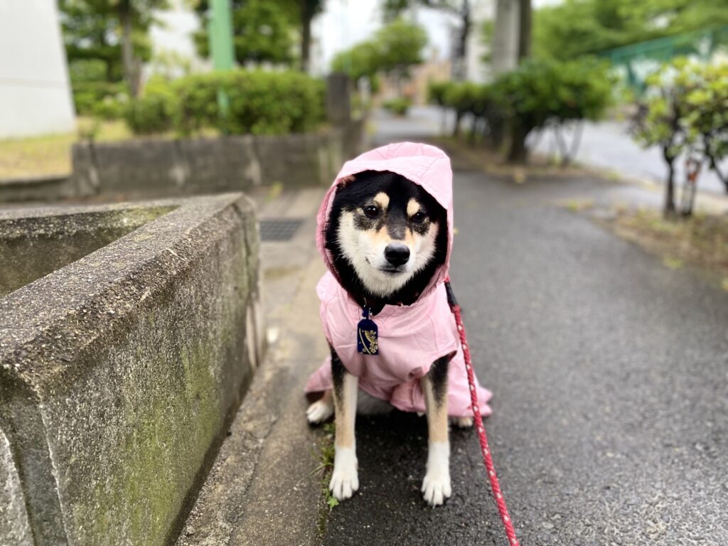 雨具を着た犬