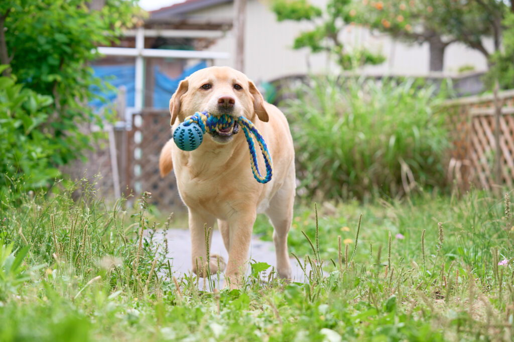 散歩している大型犬