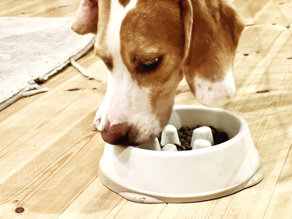 ペットフードを食べている犬