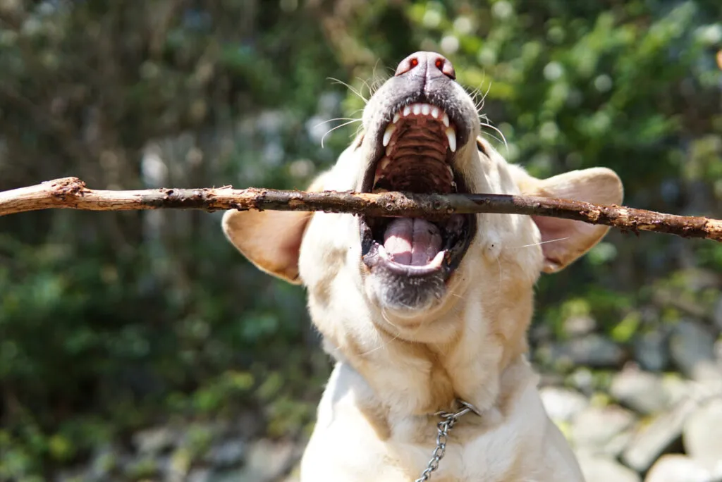 犬や猫の歯はどうなっているの？正常な犬と猫の歯の構造について