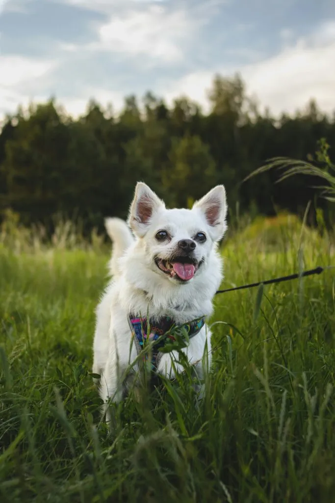 犬との楽しい時間をすごしましょう。散歩はこんないいことがあります