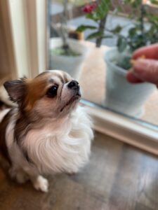 ご褒美を待っている犬