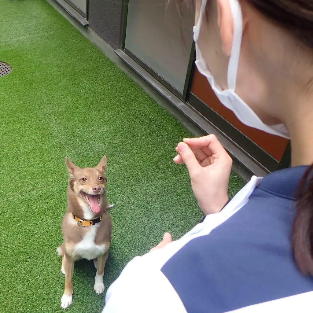 犬のトレーニング道具「クリッカー」　使い方をお教えいたします！