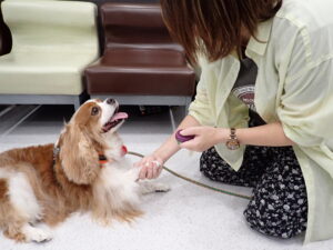 クリッカーをつけられた犬
