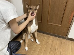 犬を撫でる飼い主