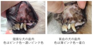 健康な犬の歯肉と貧血の犬の歯肉の比較