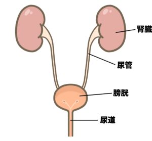腎臓から尿道までの図