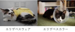 エリザベスウェアやエリザベスカラーを装着している猫
