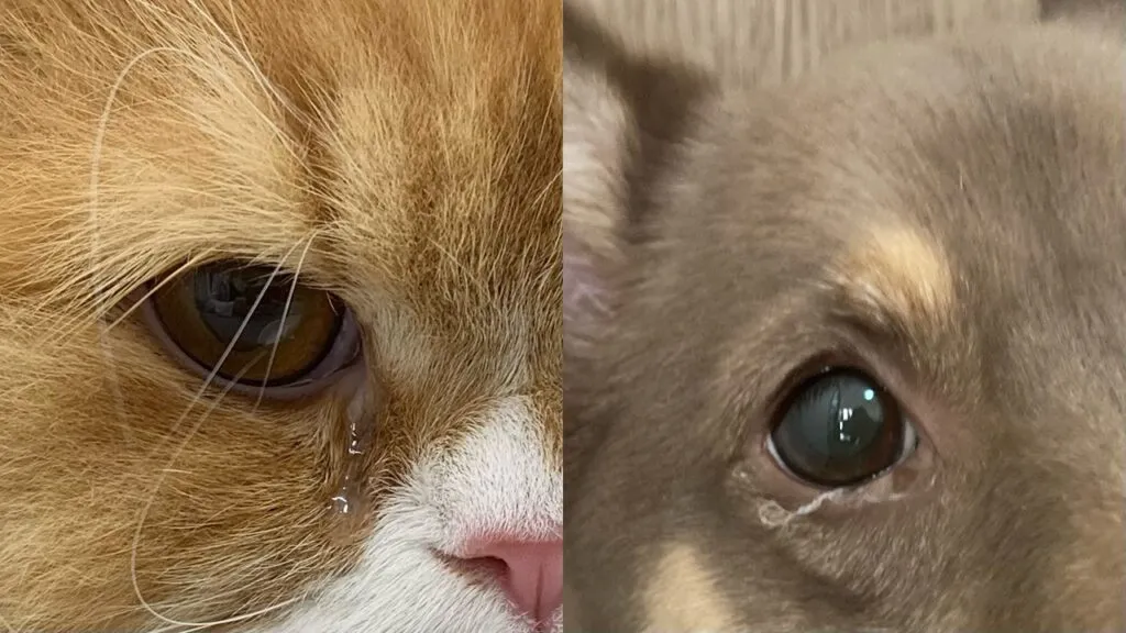 犬や猫の目やにが出ている…原因とケアの方法を伝授します