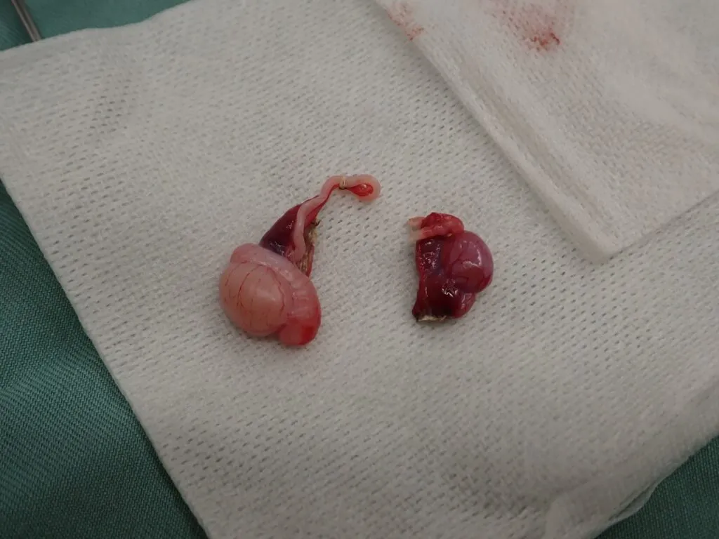 犬の腹腔内潜在精巣（陰睾）における去勢手術