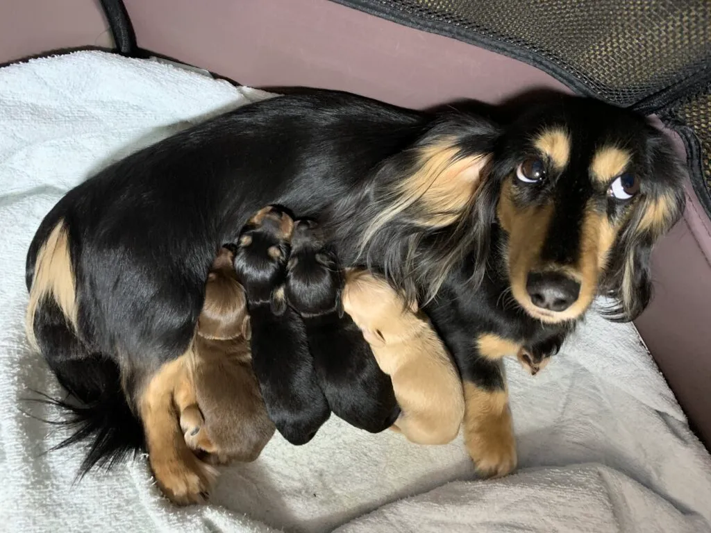 犬猫の避妊手術をするにはどうしたらいい？当院での流れをご案内します