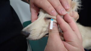 シルマーティアテストで検査している犬
