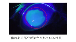 傷のある部分が染色されている犬の眼球