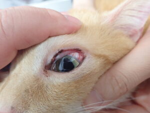 まつ毛に異常がある猫01