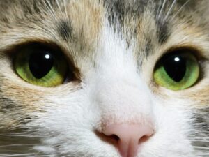 猫の目